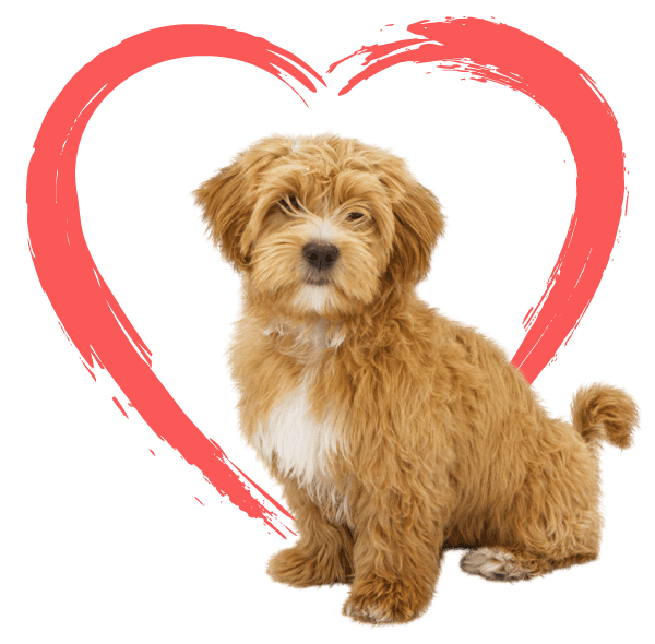 Fluffy Puppy Sitting with logo heart behind puppy