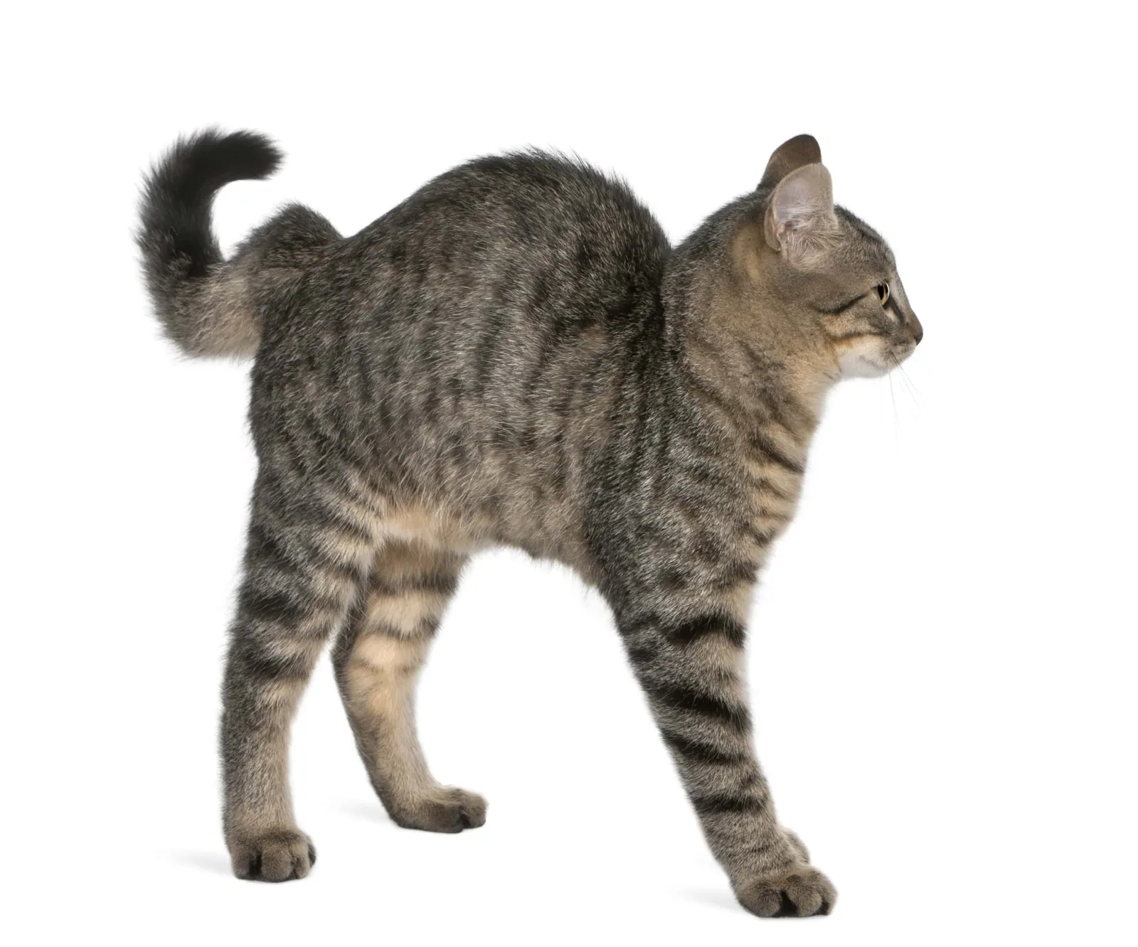 cat behavior