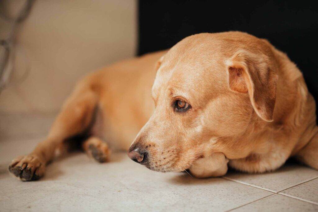 tan dog laying on the floor