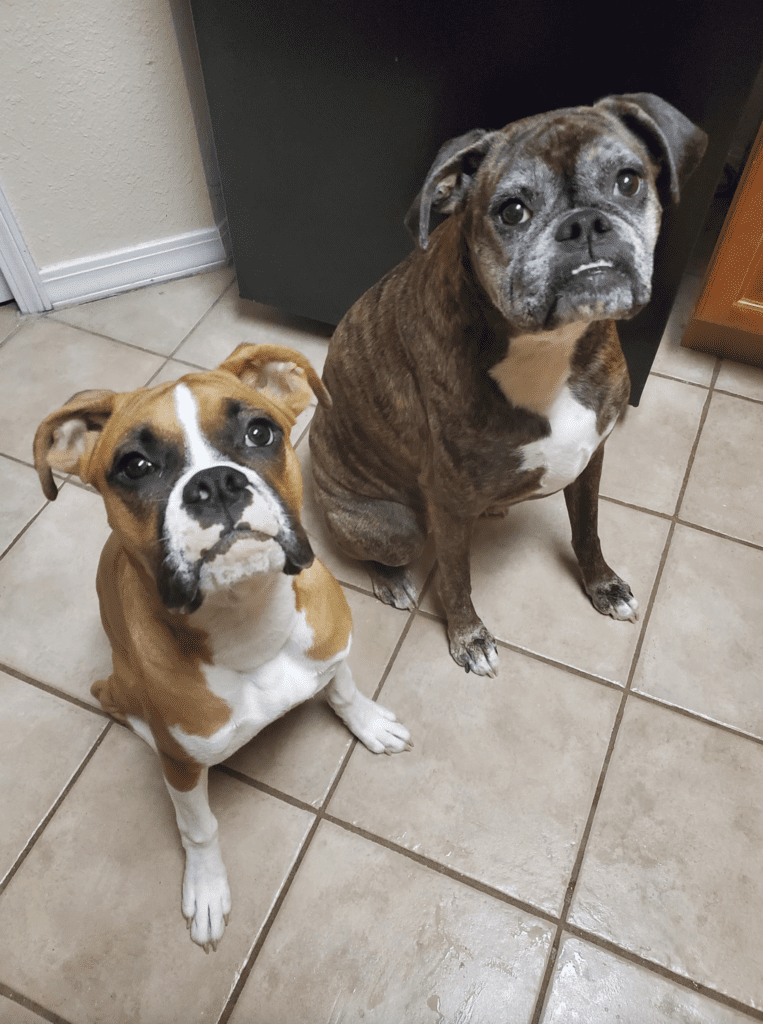 two dogs sitting in the exam room at our animal hospital
