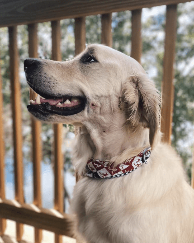 dog wearing a collar and sitting on the deck outside