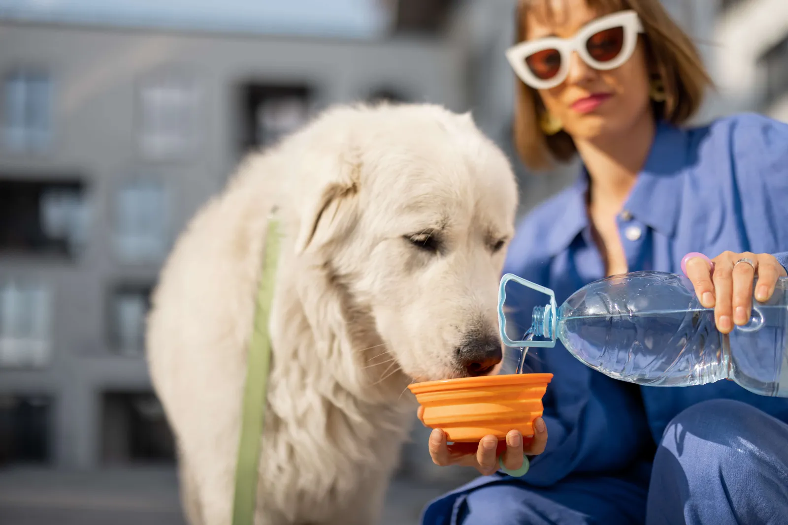 Dog Is Dehydrated