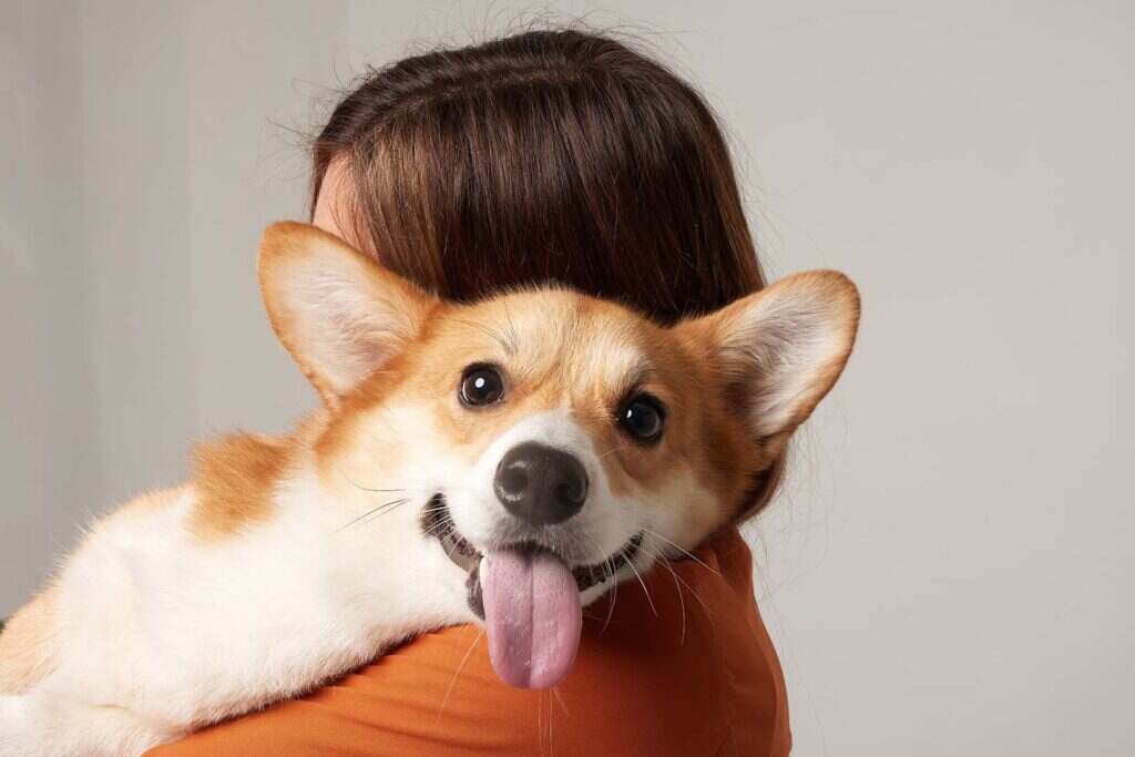 tan and white dog being held by a woman
