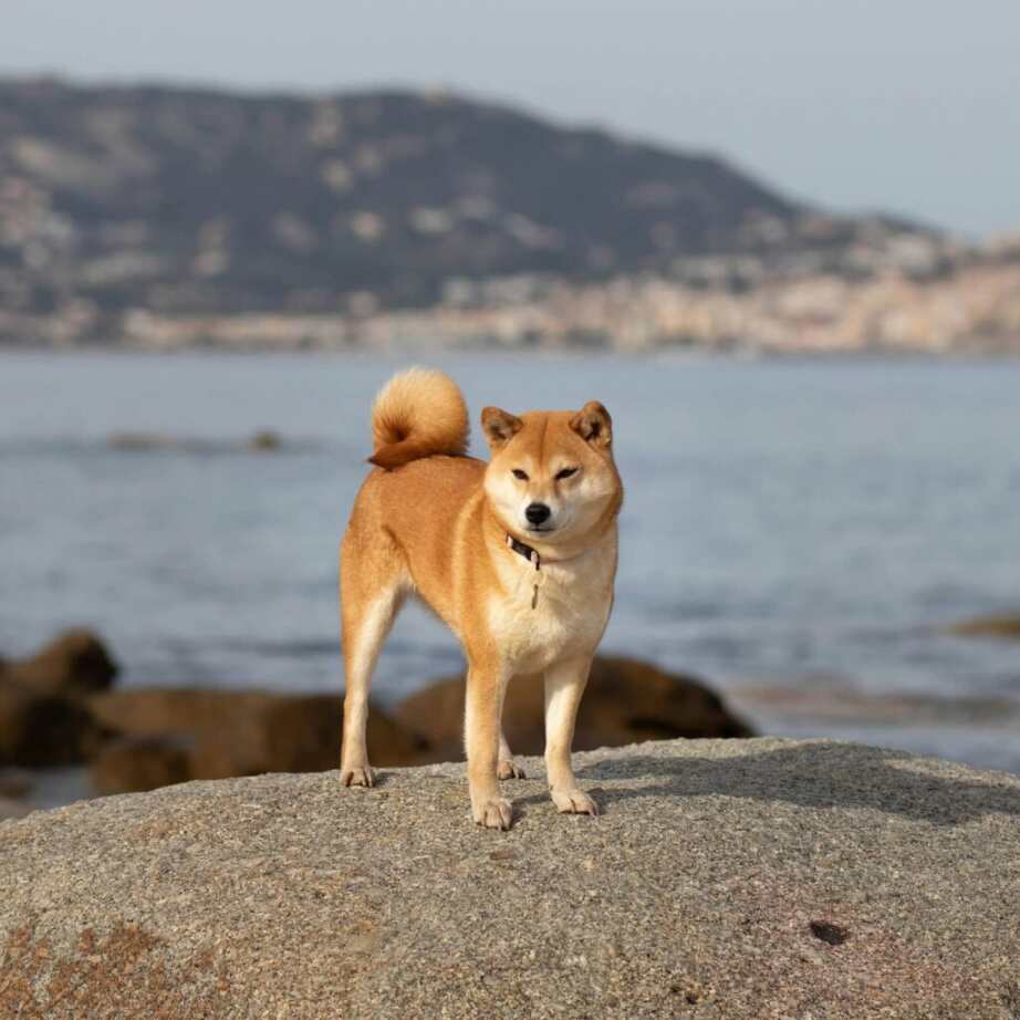dog exploring on the beach