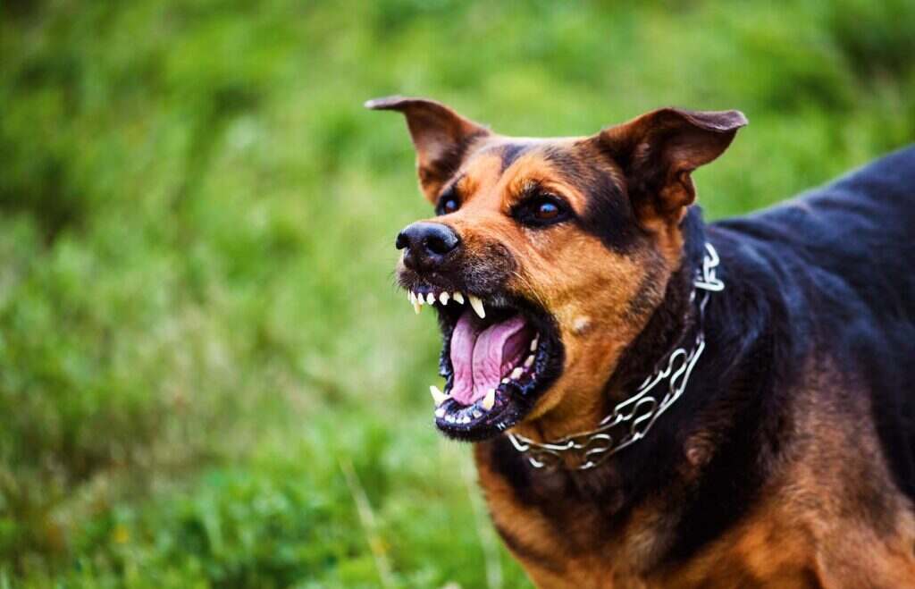 dog barking outside