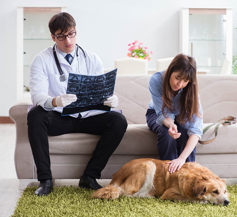 dog and woman with the veterinarian looking at xrays