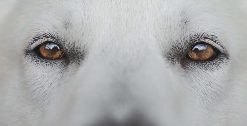 closeup of a white dog with brown eyes