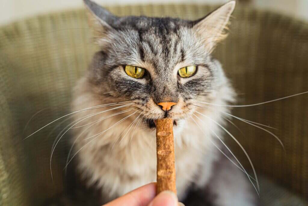 cat eating a treat