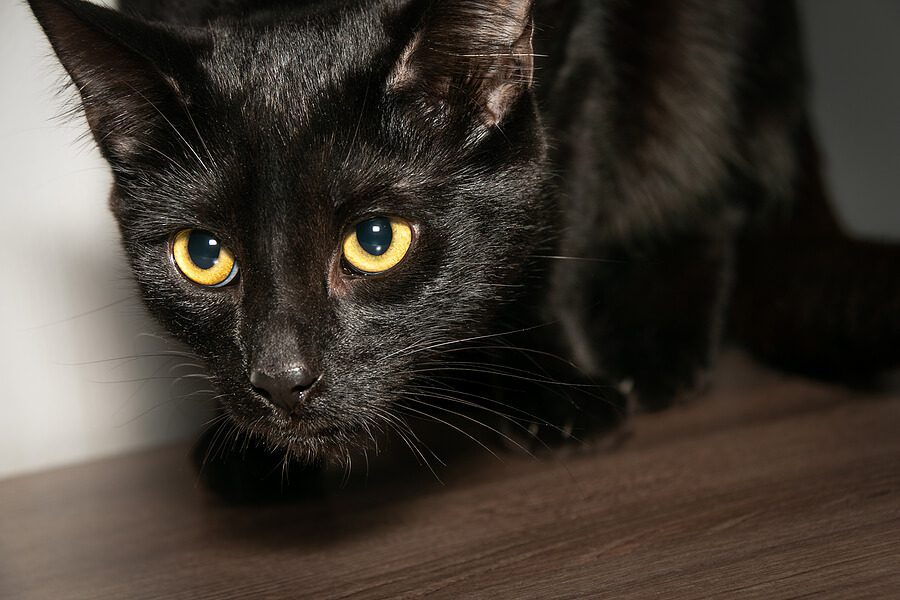 black cat with yellow eyes