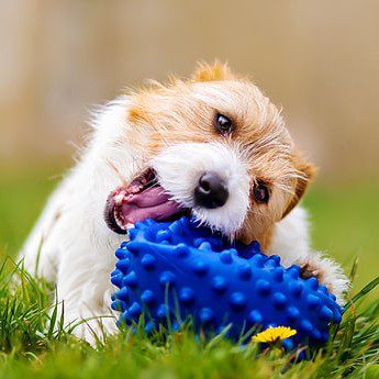 dog outside on the grass and chewing on a blue toy