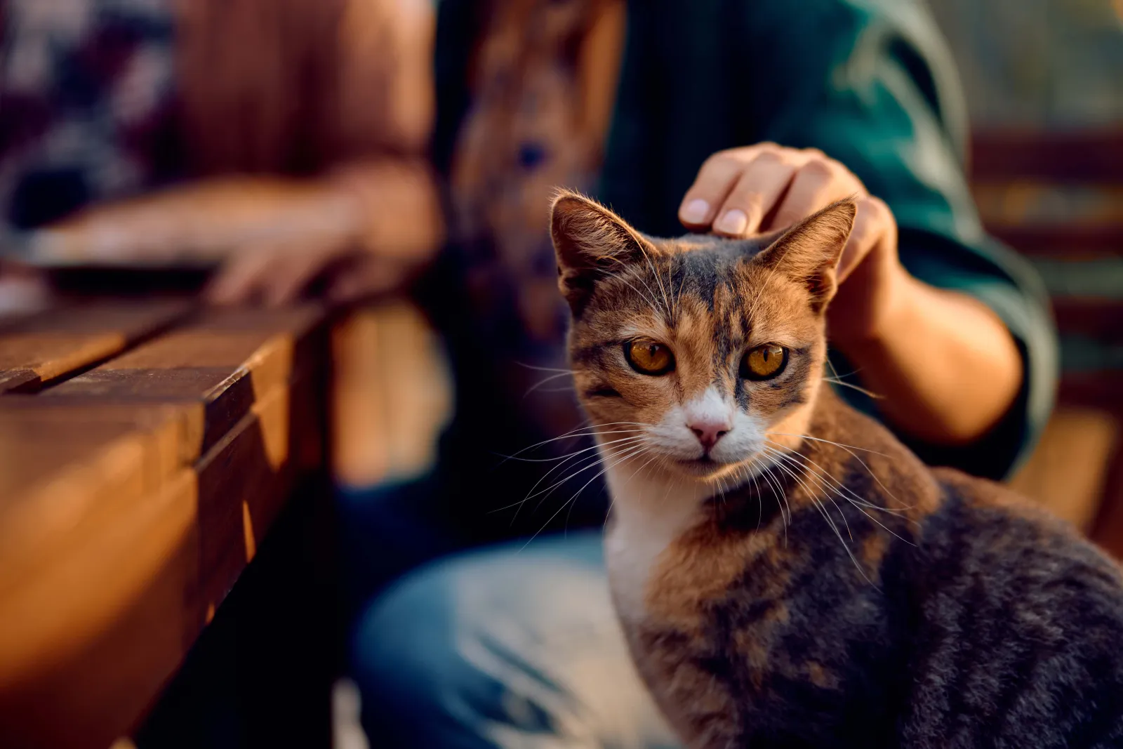 Cats Suitable For Your Lifestyle