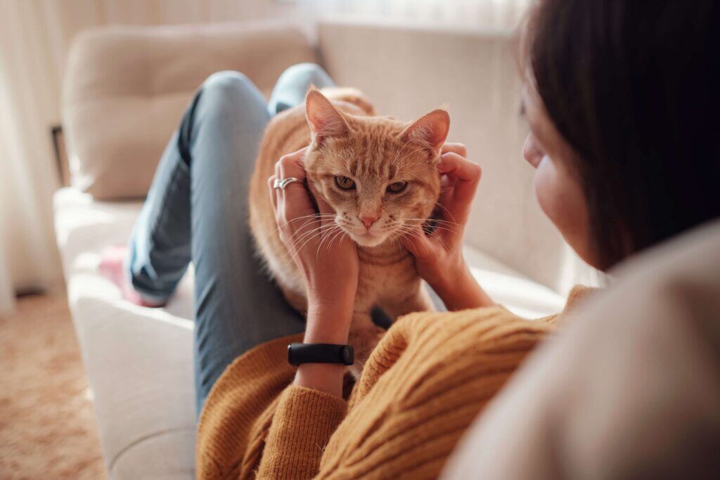 cat on her owners lap getting her ears rubbed