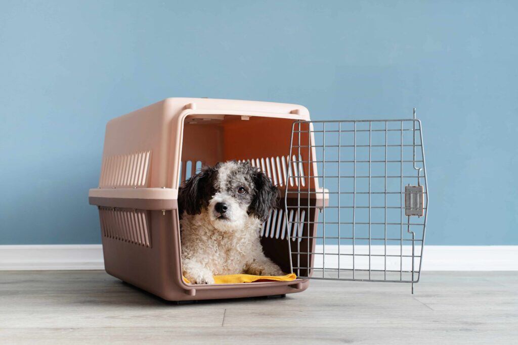 white and black dog laying down in their carrier