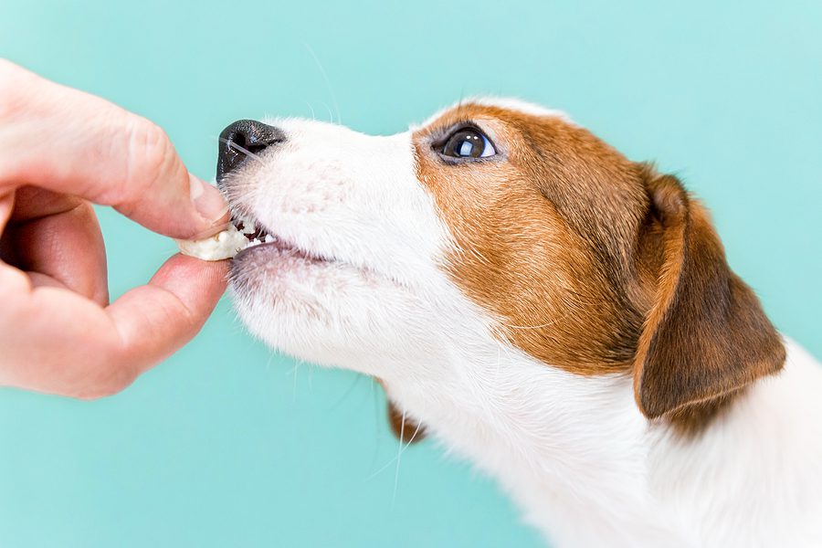 dog being given a treat