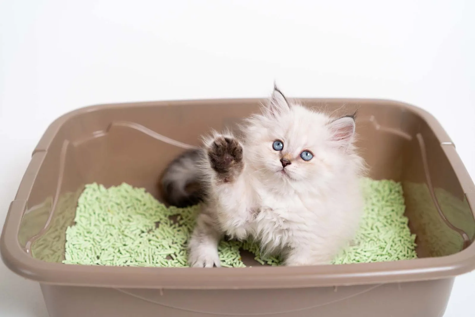 litter train a kittenu200b