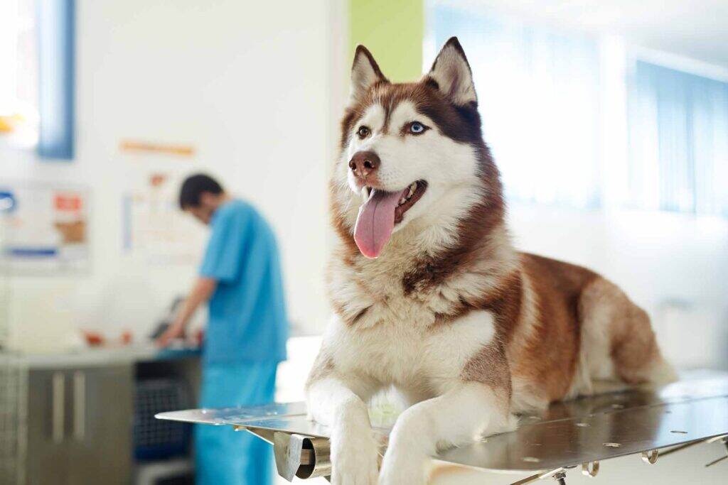 dog in the exam room at the animal hospital
