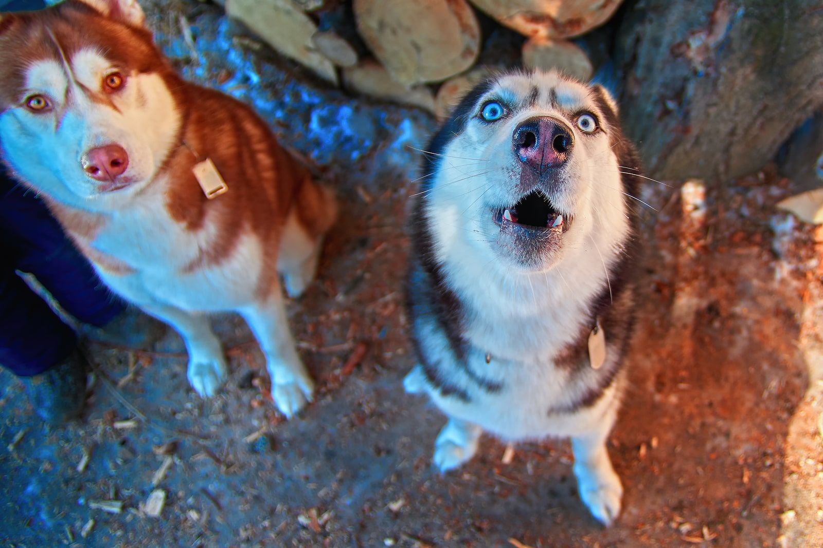 Two Dogs whining for attention