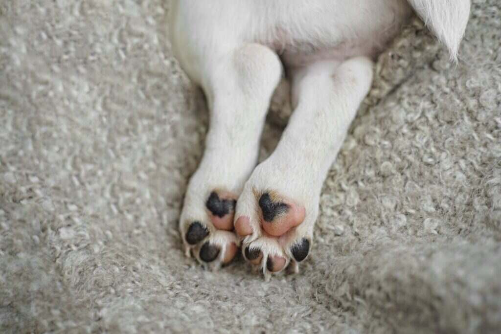 white dog laying on their stomach with their back legs sticking straight back