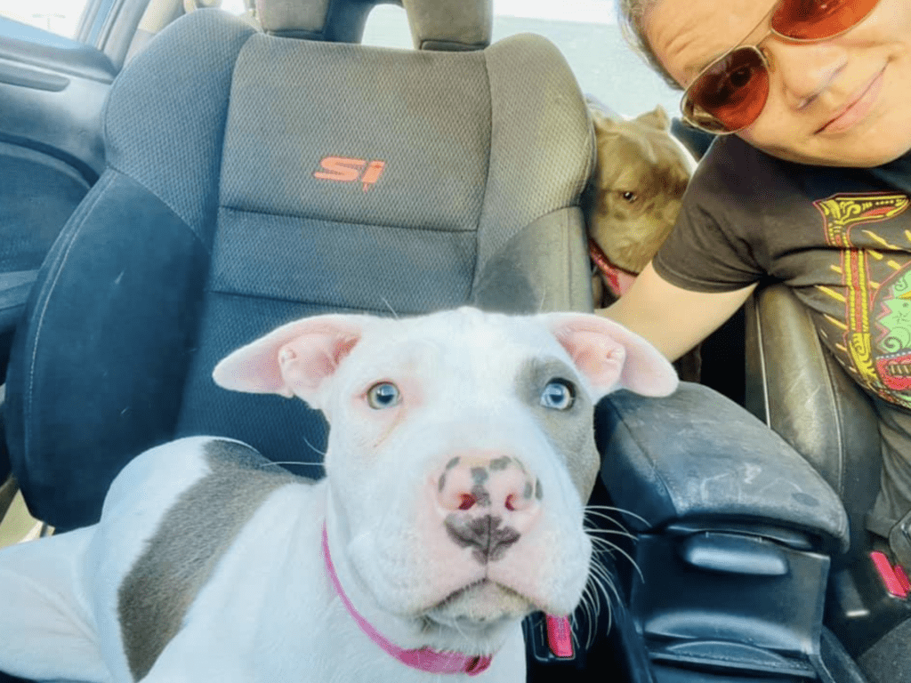 two dogs in the car with their owner wearing sunglasses