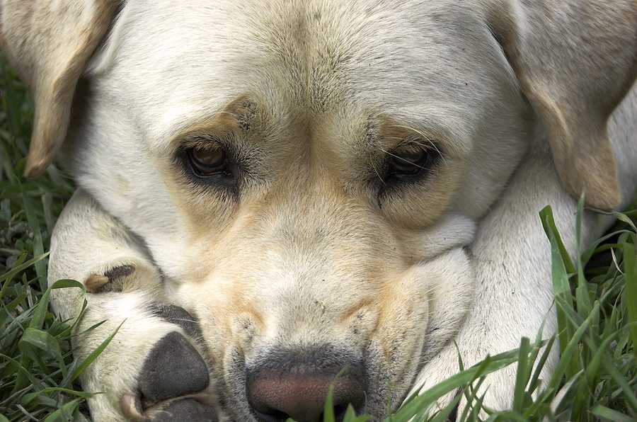 dog laying down in the grass outside