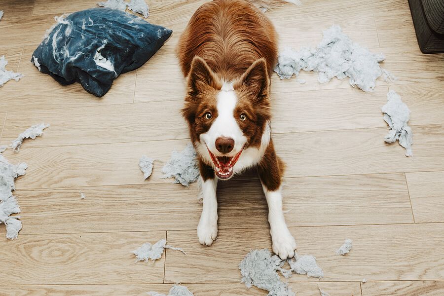 Managing Separation Anxiety in Dogs: Tips for a Smooth Transition