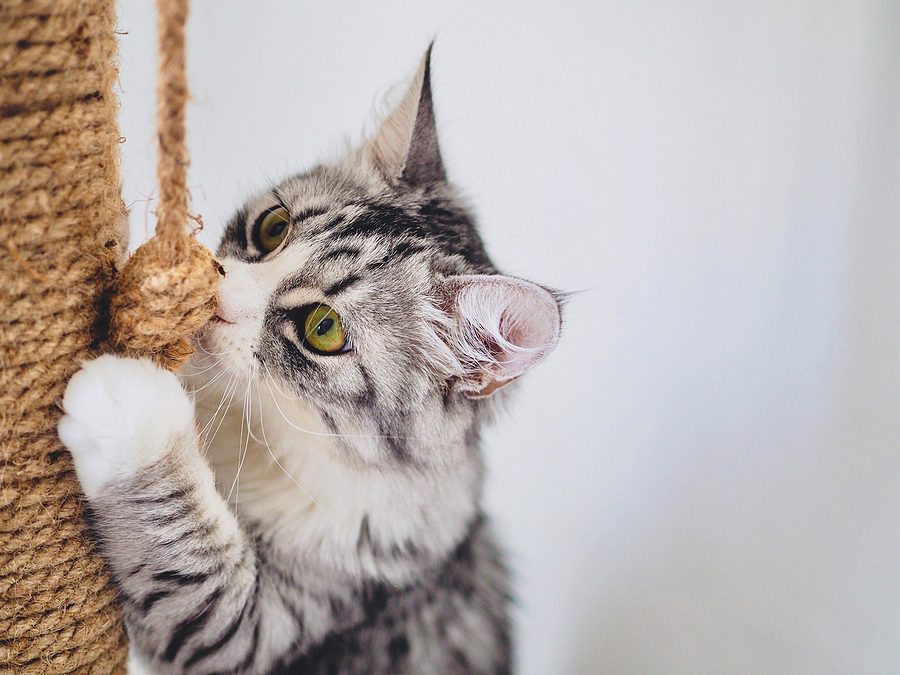 kitten playing with a rope toy