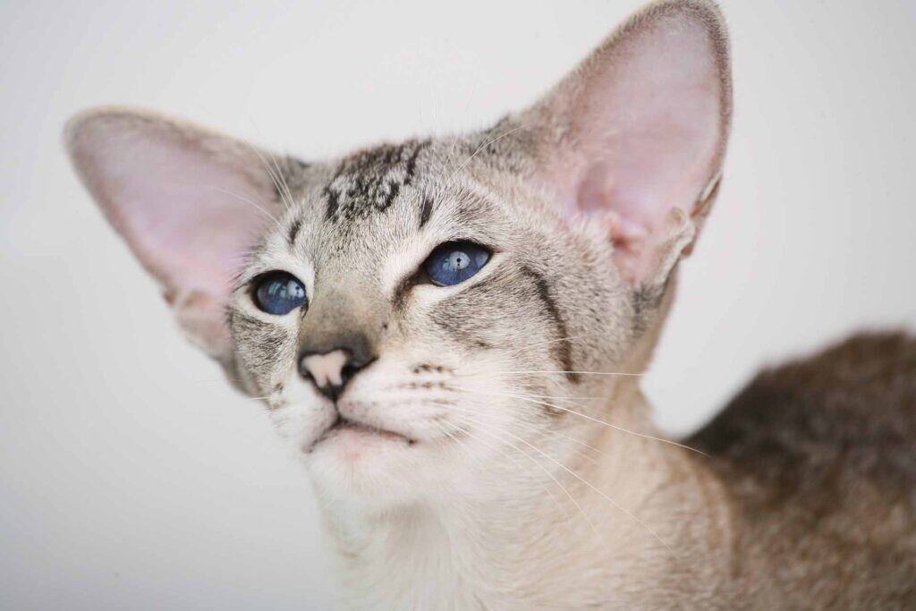 light grey cat with blue eyes