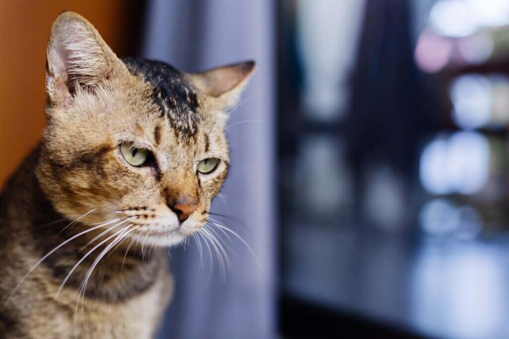 light brown cat with green eyes