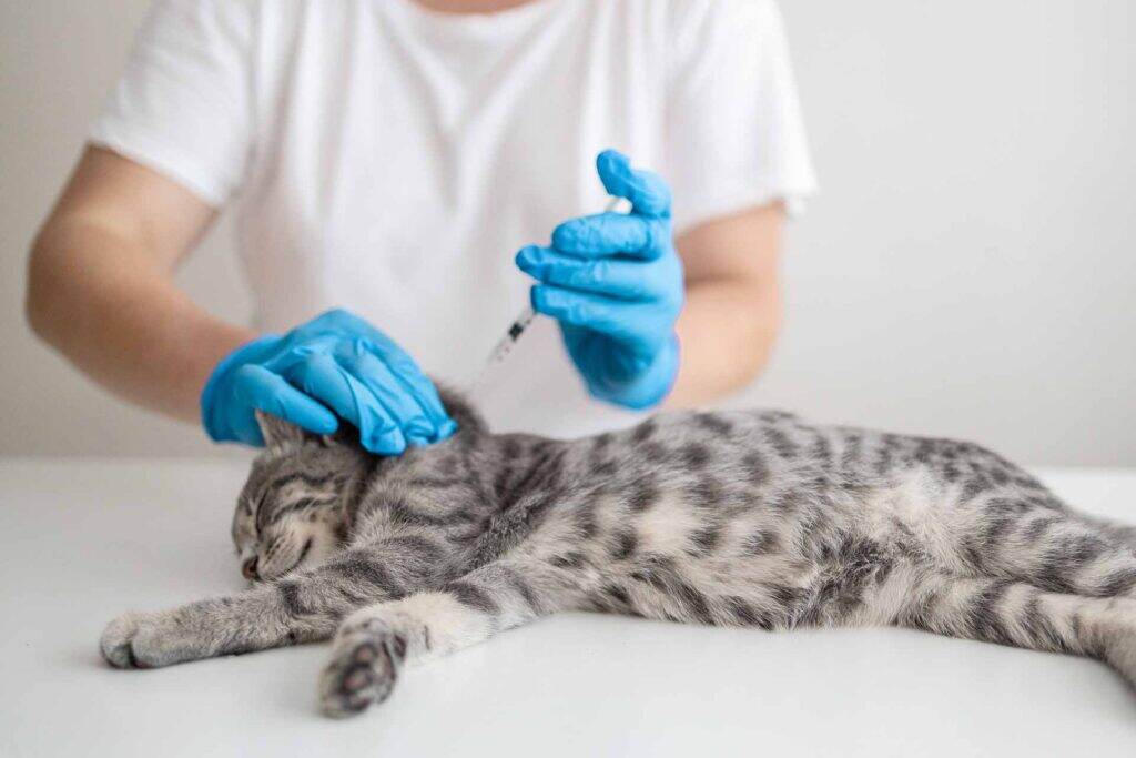 grey cat getting a vaccination from the veterinarian