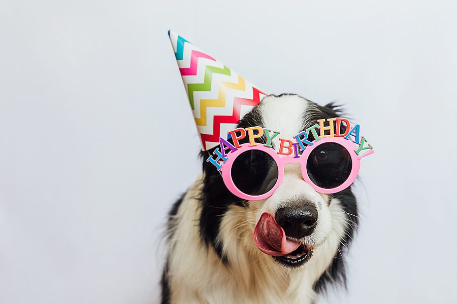 dog wearing a party hat and glasses that say happy birthday