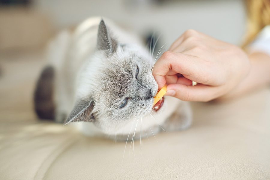 grey cat being given a treat