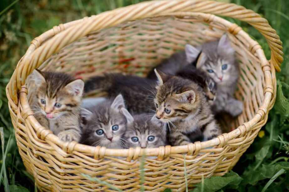 basket with six grey kittens in it