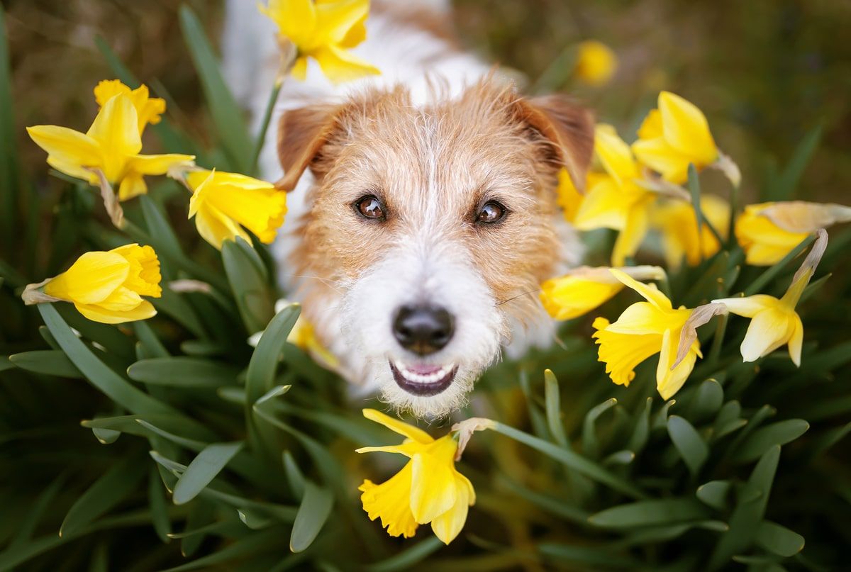 How to Prepare Your Pet for Spring