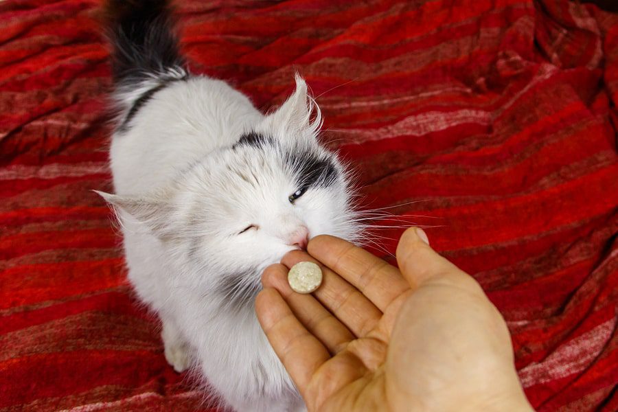cat being given a treat