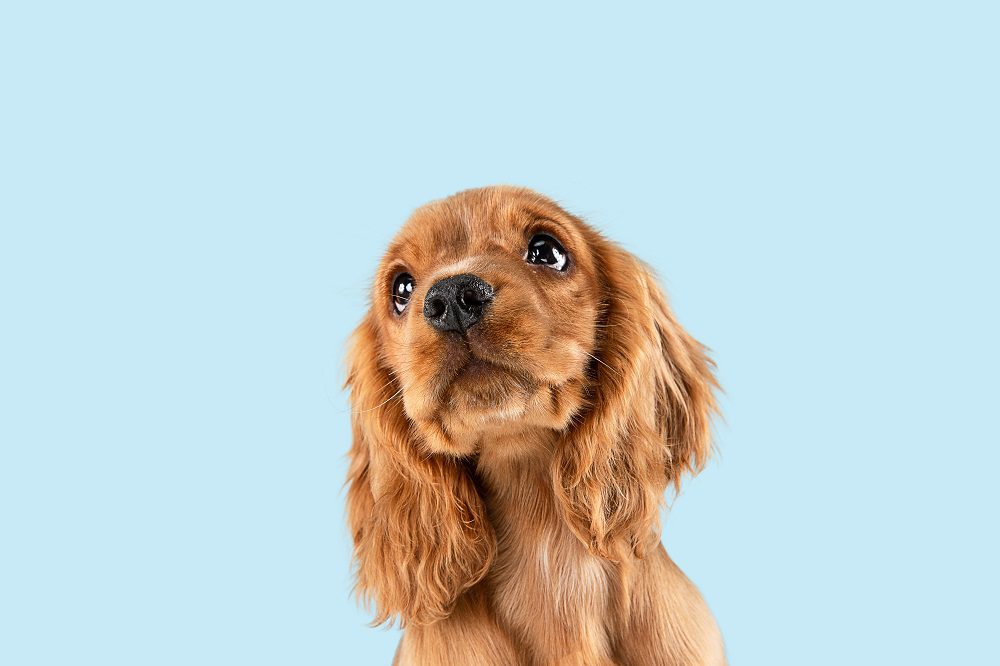 Probiotics for Dogs