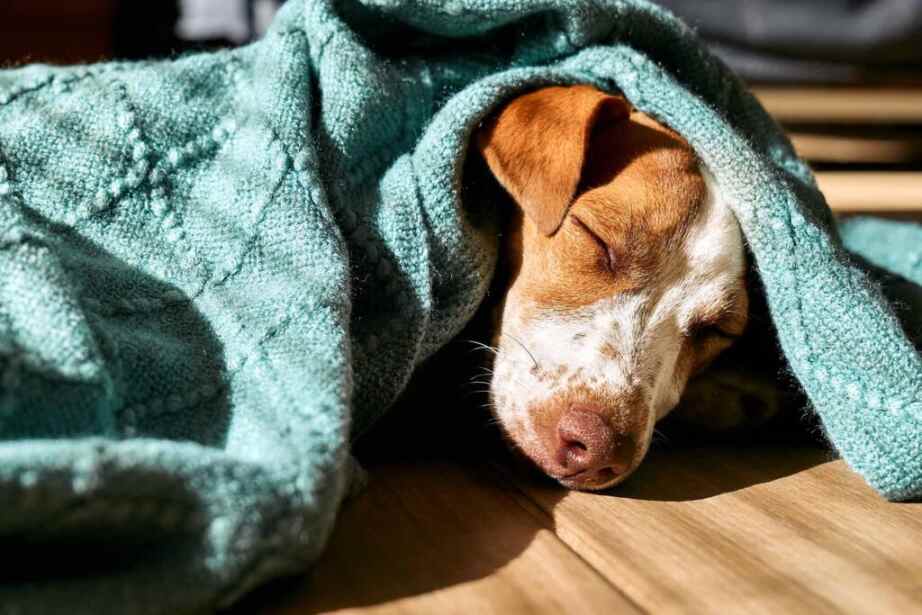 dog sleeping under a dark green blanket