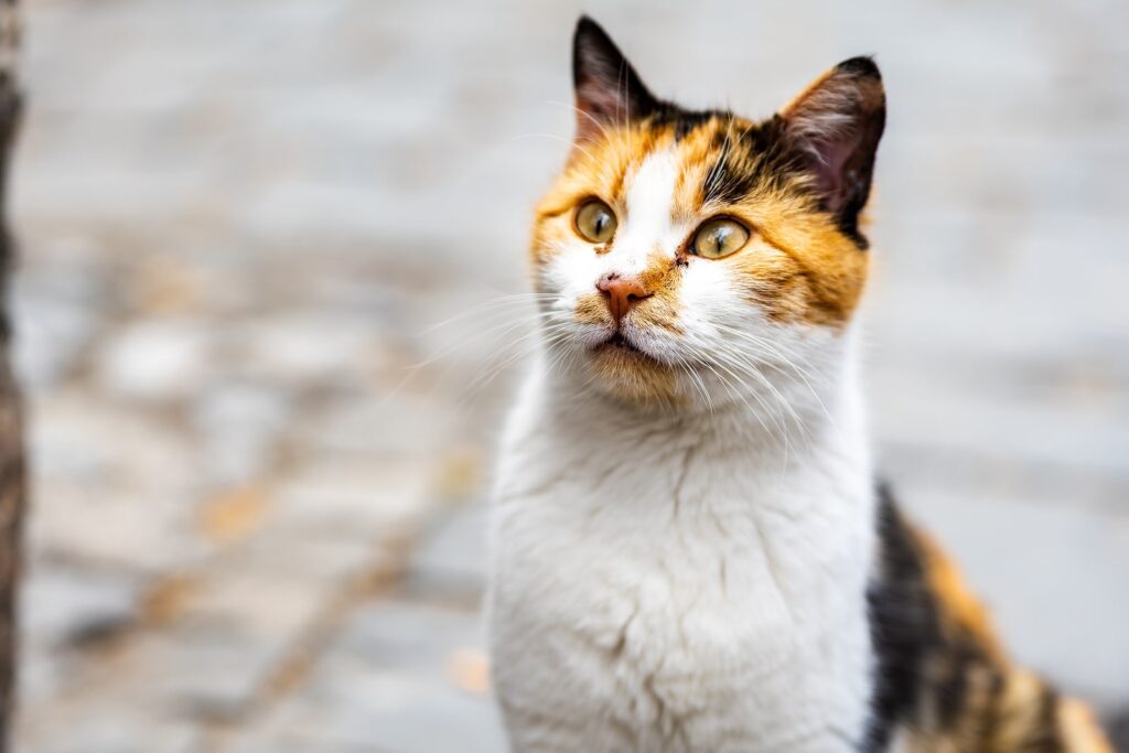 white and tan cat sitting outside in the sunshine