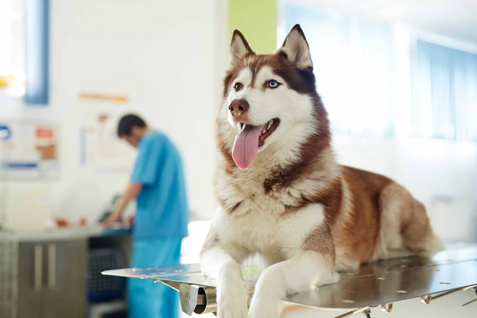 Dogs with acute gastroenteritis