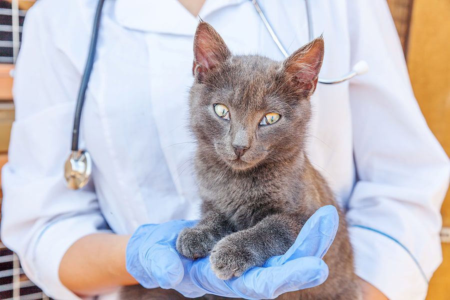 grey cat being held by the veterinarian