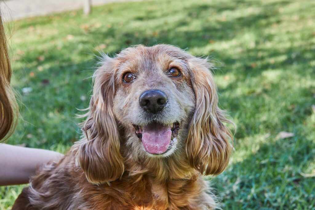 light brown dog with floppy ears sitting on the grass