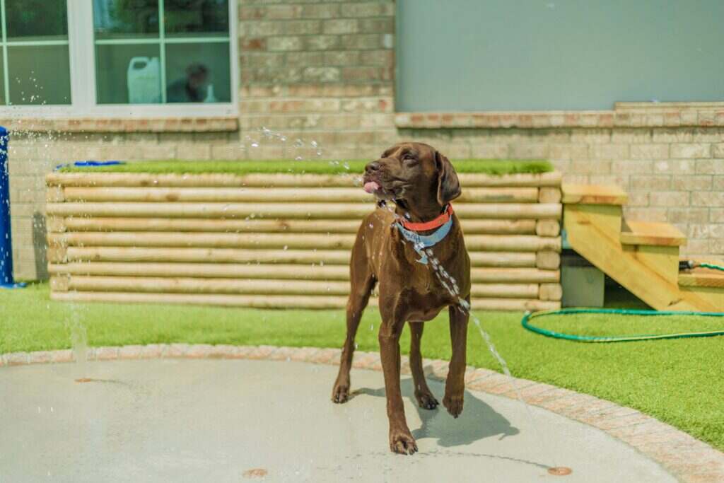 dog playing outside and drinking water from the fountain