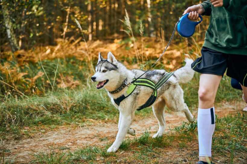 dog on a walk with their owner