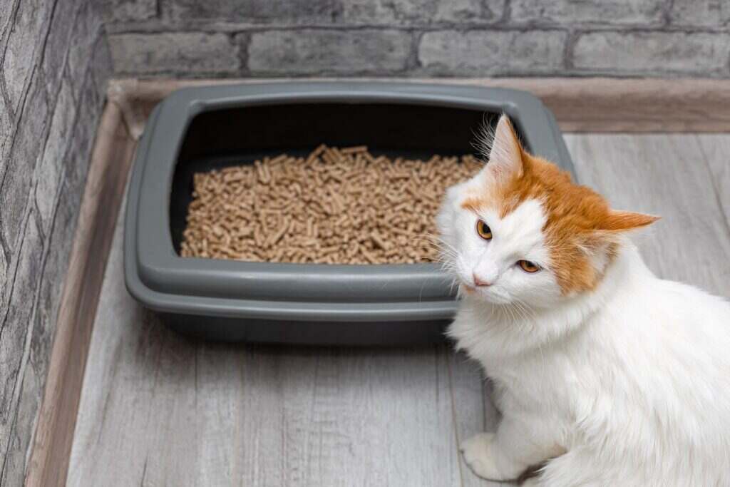 white cat sitting next to the litterbox