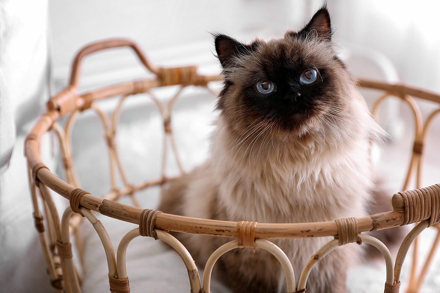 cat with blue eyes sitting in a basket