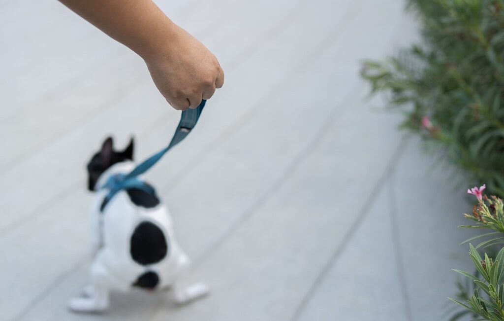 dog going to the bathroom while on a walk