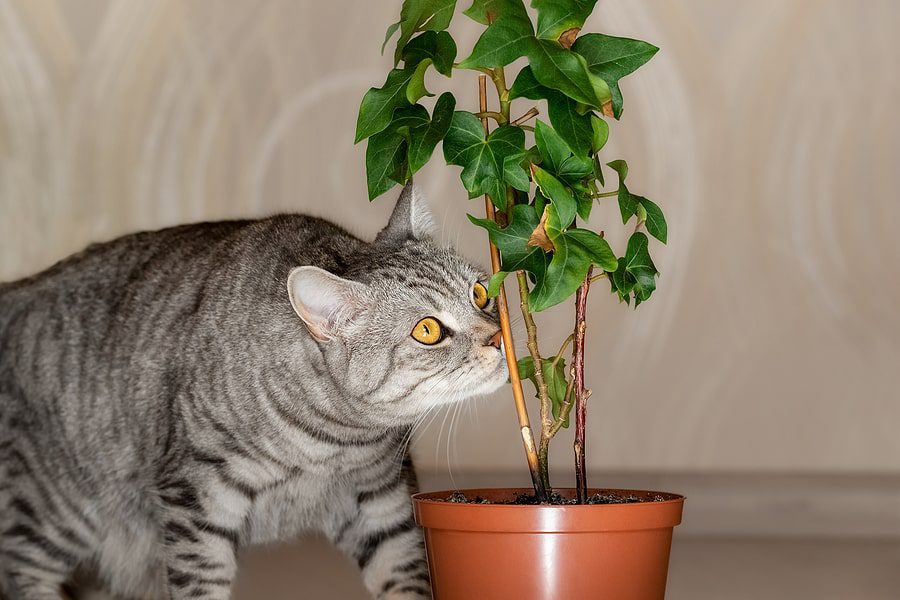 grey cat with yellow eyes smelling a small plant