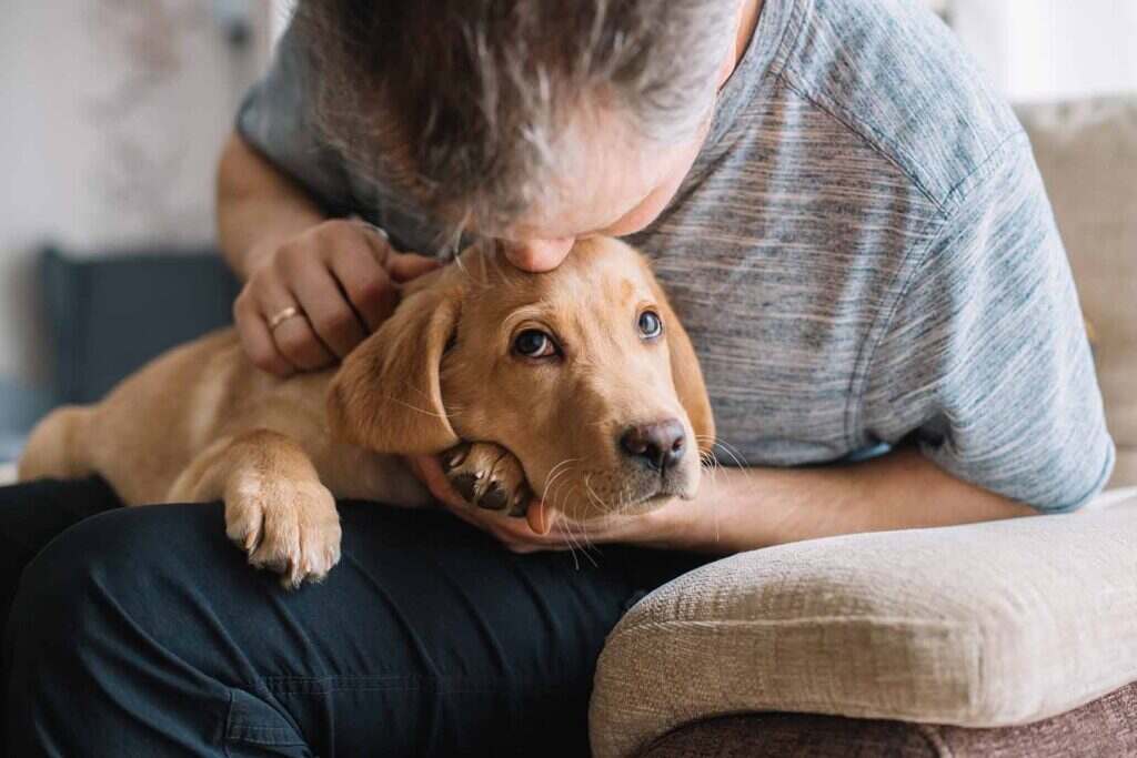 dog on her owners lap and getting loved on