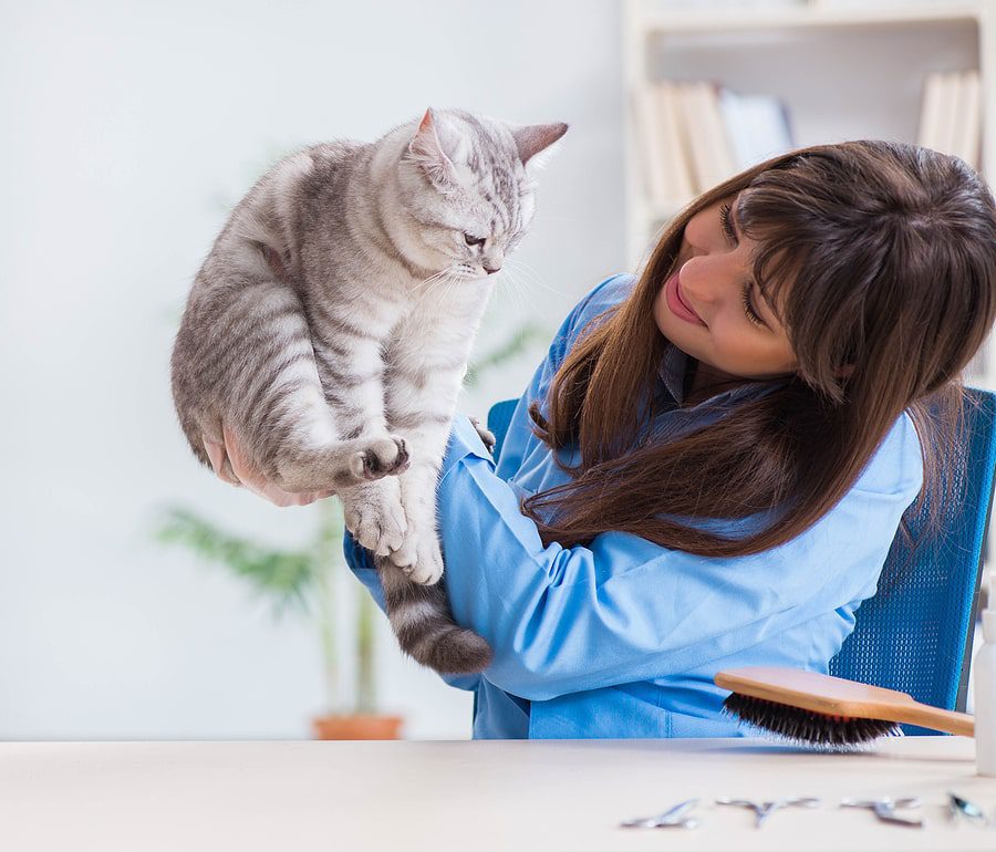 cat being checked out by the veterinarian