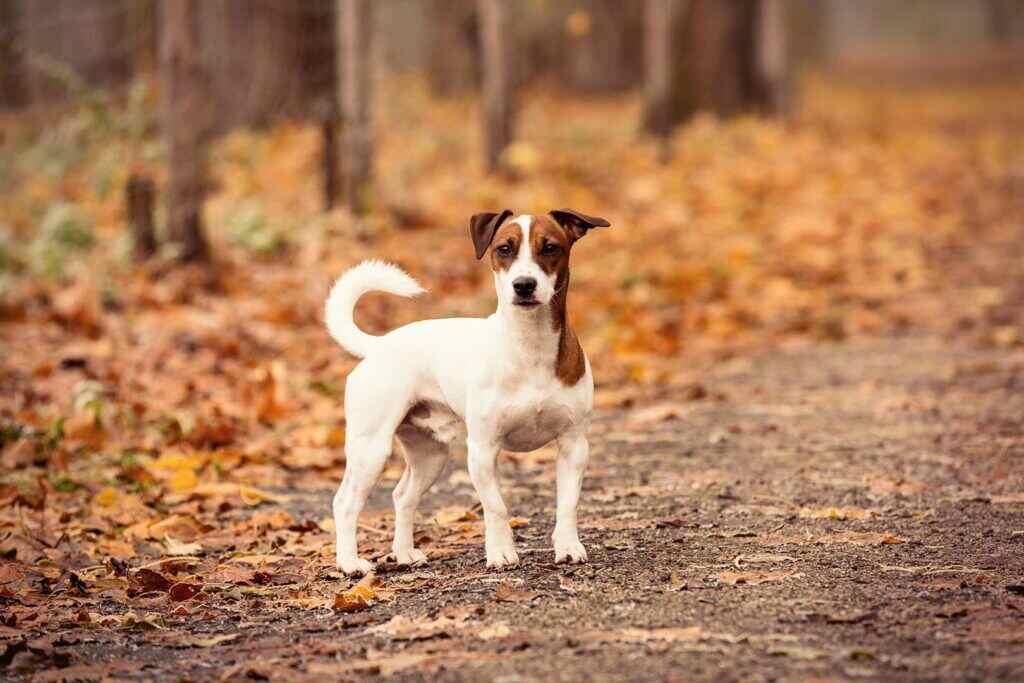 dog walking on a trail in the woods during fall