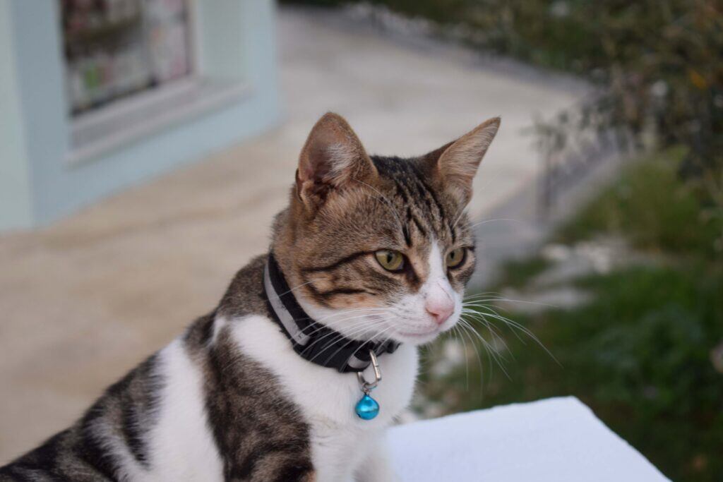 brown and white cat sitting outside